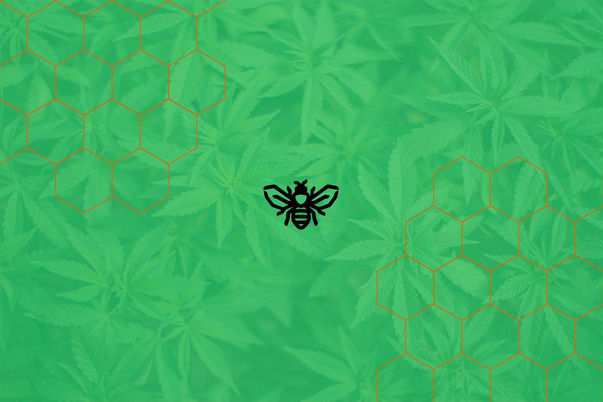 Brushy Bee CBD
